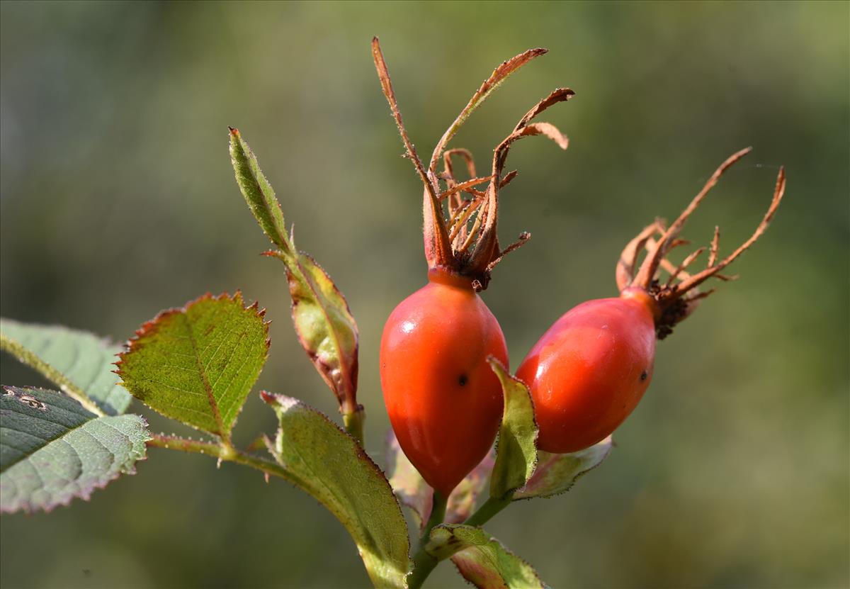 Rosa elliptica (door Jan Klinckenberg)